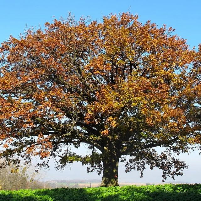 image_0